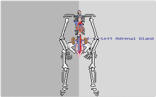 Body Shop - The Human Anatomy Tutor atari screenshot